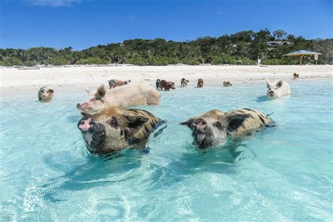 Swimming With Pigs